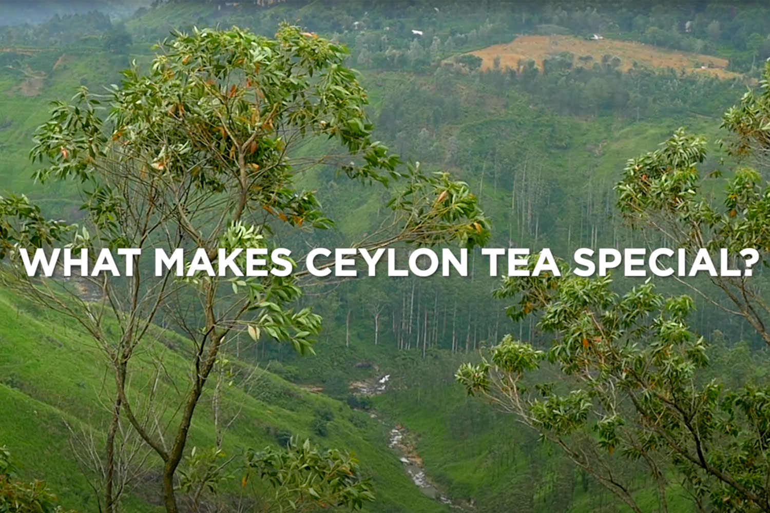 Jaf Tea Sri Lanka PROJECT